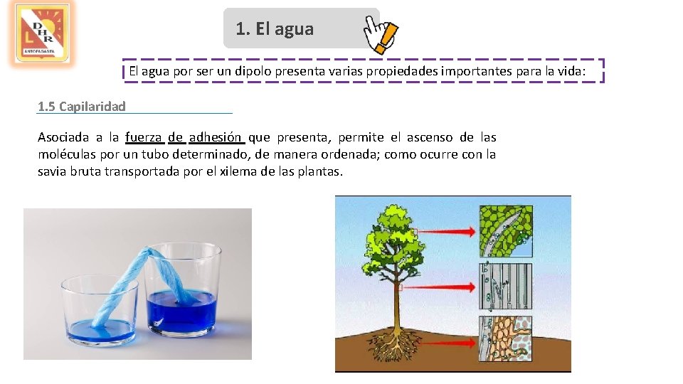 1. El agua por ser un dipolo presenta varias propiedades importantes para la vida: