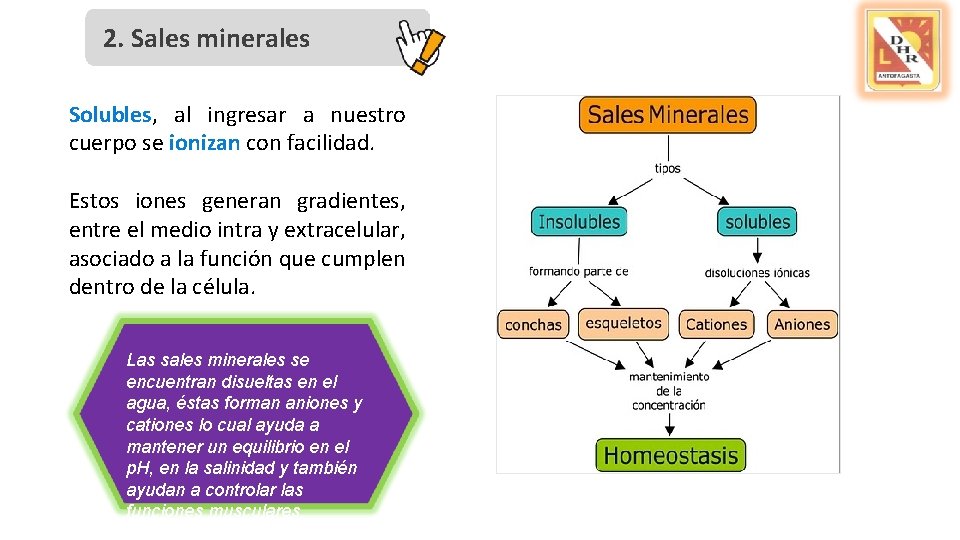 2. Sales minerales Solubles, al ingresar a nuestro cuerpo se ionizan con facilidad. Estos