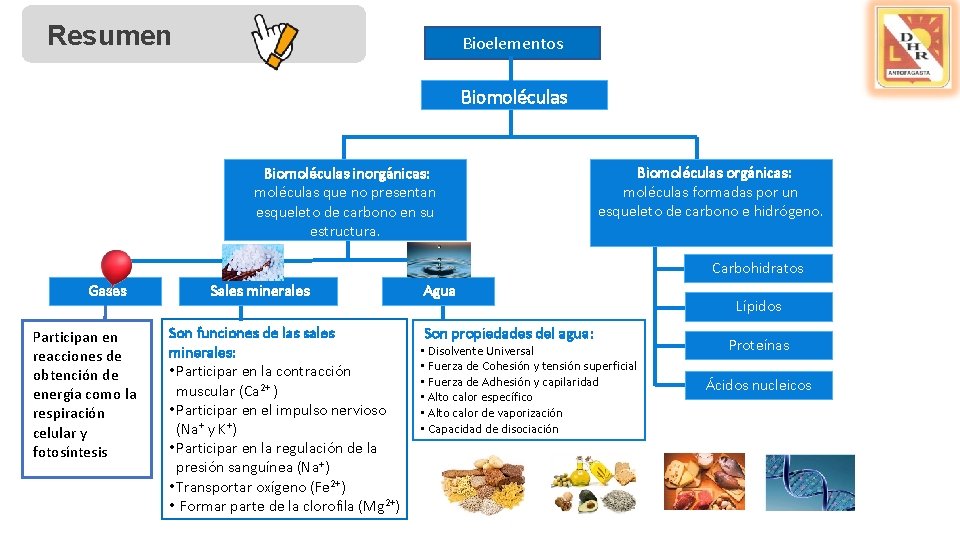 Resumen Bioelementos Biomoléculas inorgánicas: moléculas que no presentan esqueleto de carbono en su estructura.