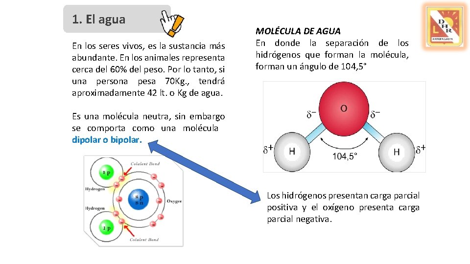 1. El agua En los seres vivos, es la sustancia más abundante. En los