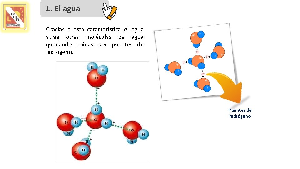 1. El agua Gracias a esta característica el agua atrae otras moléculas de agua