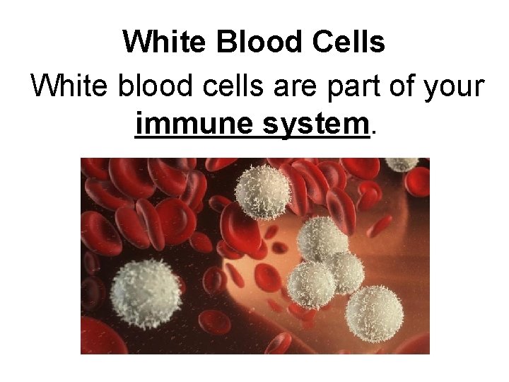 White Blood Cells White blood cells are part of your immune system. 