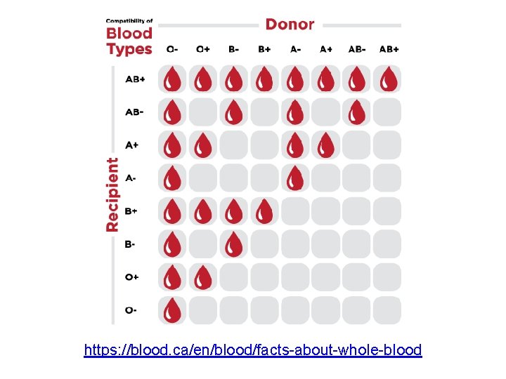 https: //blood. ca/en/blood/facts about whole blood 