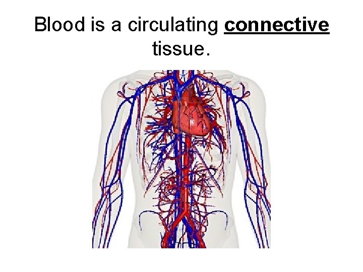 Blood is a circulating connective tissue. 