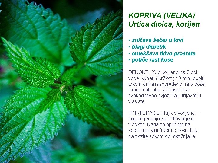 KOPRIVA (VELIKA) Urtica dioica, korijen • snižava šećer u krvi • blagi diuretik •