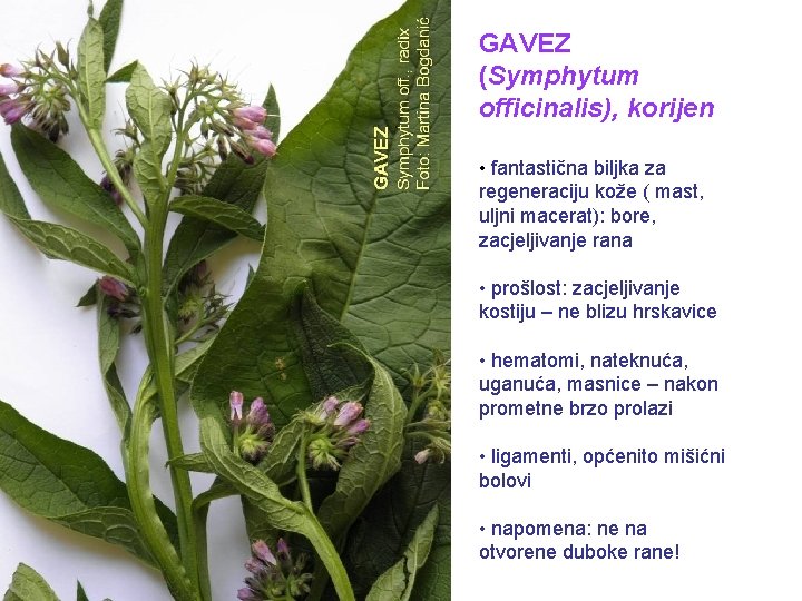 GAVEZ (Symphytum officinalis), korijen • fantastična biljka za regeneraciju kože ( mast, uljni macerat):