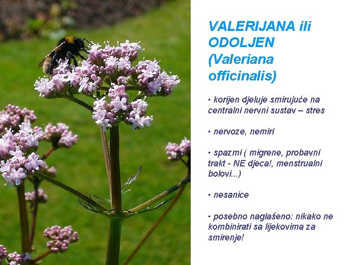 VALERIJANA ili ODOLJEN (Valeriana officinalis) • korijen djeluje smirujuće na centralni nervni sustav –