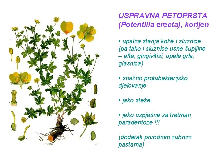 USPRAVNA PETOPRSTA (Potentilla erecta), korijen • upalna stanja kože i sluznice (pa tako i