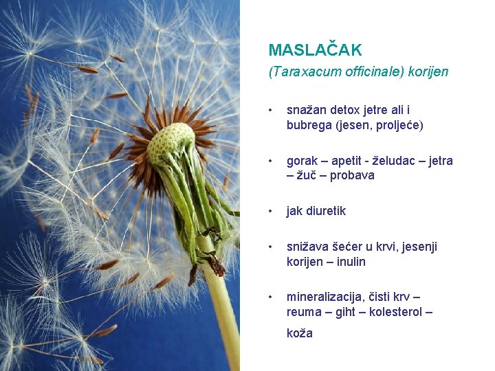 MASLAČAK (Taraxacum officinale) korijen • snažan detox jetre ali i bubrega (jesen, proljeće) •