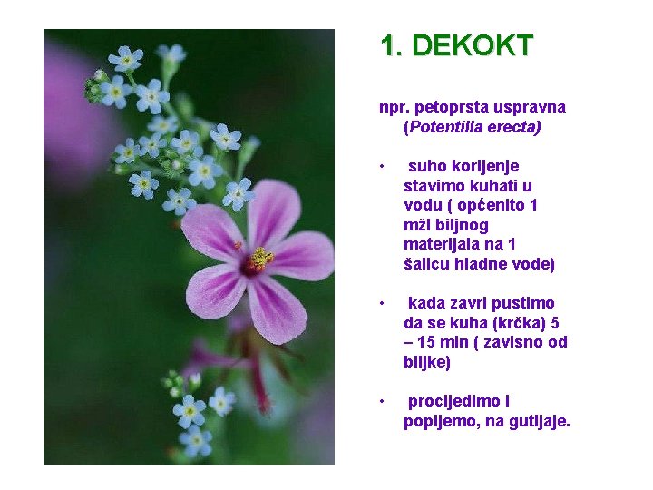 1. DEKOKT npr. petoprsta uspravna (Potentilla erecta) • suho korijenje stavimo kuhati u vodu