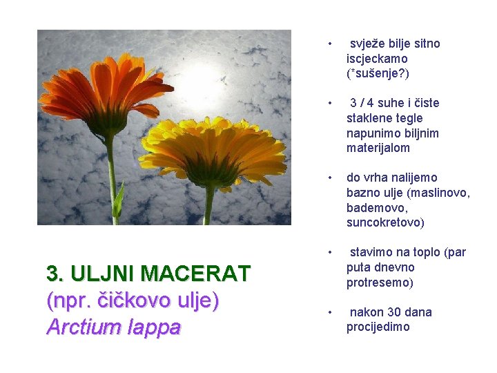 3. ULJNI MACERAT (npr. čičkovo ulje) Arctium lappa • svježe bilje sitno iscjeckamo (*sušenje?