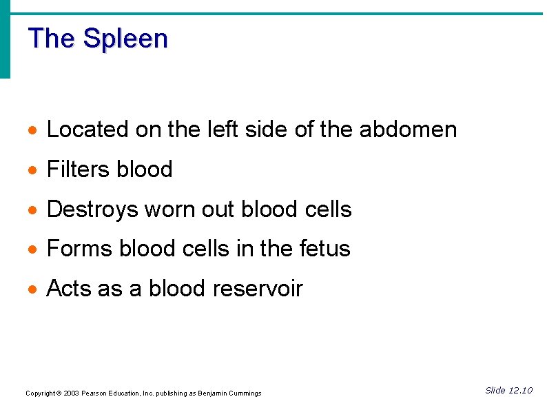 The Spleen Located on the left side of the abdomen Filters blood Destroys worn
