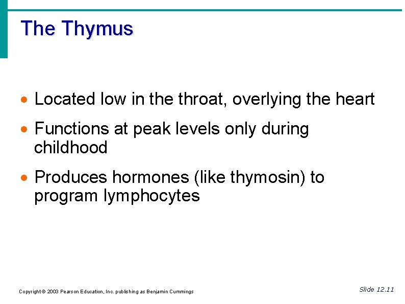 The Thymus Located low in the throat, overlying the heart Functions at peak levels