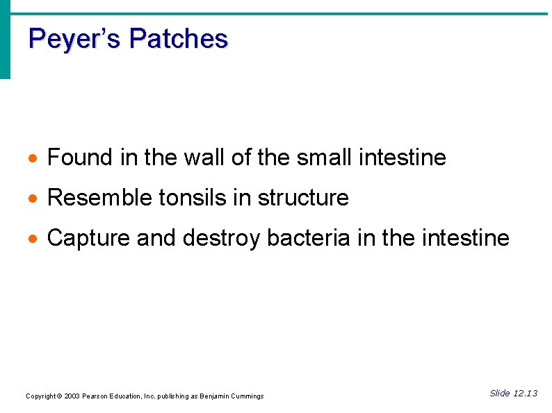 Peyer’s Patches Found in the wall of the small intestine Resemble tonsils in structure