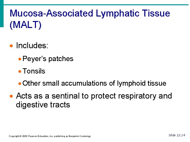 Mucosa-Associated Lymphatic Tissue (MALT) Includes: Peyer’s patches Tonsils Other small accumulations of lymphoid tissue