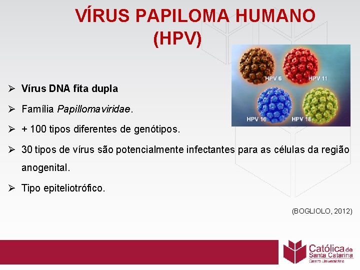 VÍRUS PAPILOMA HUMANO (HPV) Ø Vírus DNA fita dupla Ø Família Papillomaviridae. Ø +
