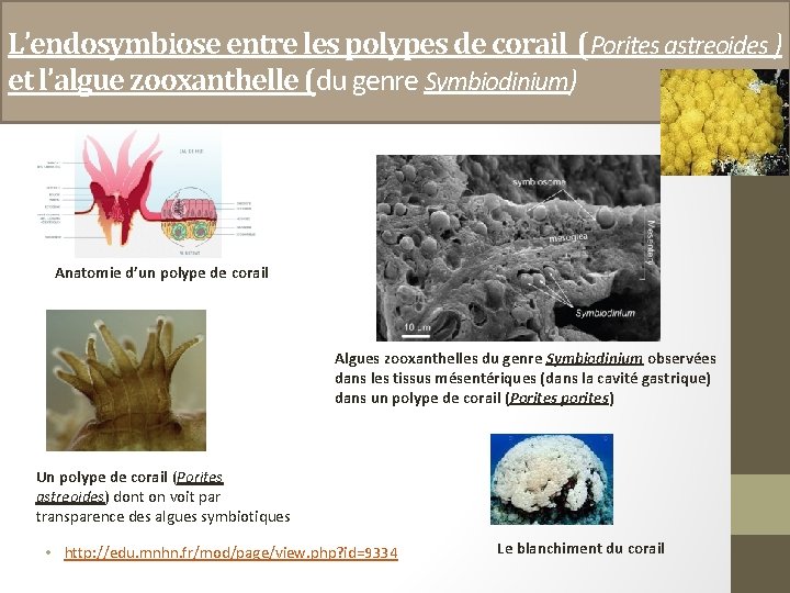 L’endosymbiose entre les polypes de corail (Porites astreoides ) et l’algue zooxanthelle (du genre