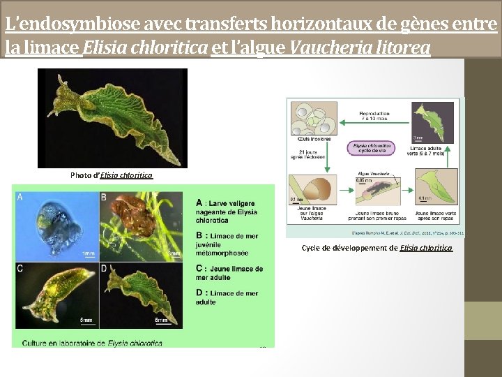 L’endosymbiose avec transferts horizontaux de gènes entre la limace Elisia chloritica et l’algue Vaucheria