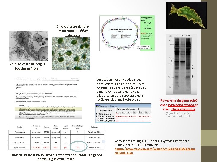 Chloroplastes dans le cytoplasme de Elisia chloritica Chloroplastes de l’algue Vaucheria litorea On peut