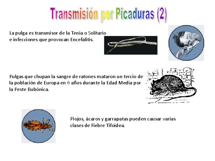 La pulga es transmisor de la Tenia o Solitario e infecciones que provocan Encefalitis.