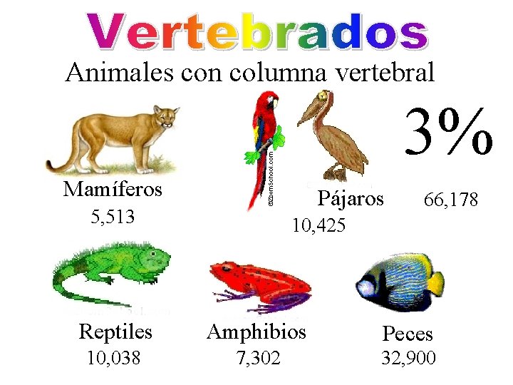 Animales con columna vertebral 3% Mamíferos Pájaros 5, 513 66, 178 10, 425 Reptiles