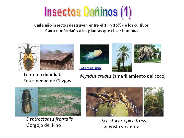 Cada año insectos destruyen entre el 10 y 15% de los cultivos. Causan más