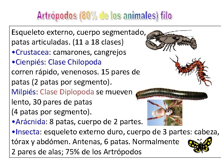 Esqueleto externo, cuerpo segmentado, patas articuladas. (11 a 18 clases) • Crustacea: camarones, cangrejos