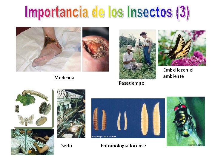 Medicina Seda Embellecen el ambiente Pasatiempo Entomología forense 