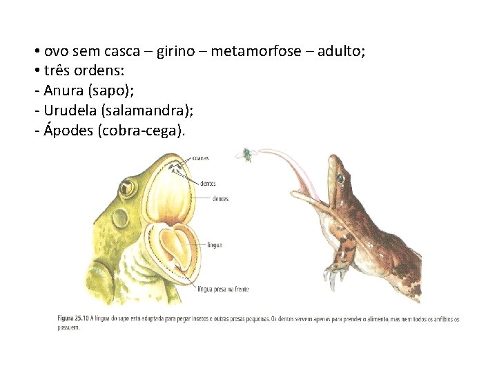  • ovo sem casca – girino – metamorfose – adulto; • três ordens: