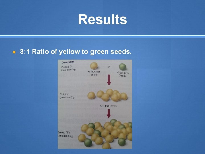 Results ● 3: 1 Ratio of yellow to green seeds. 
