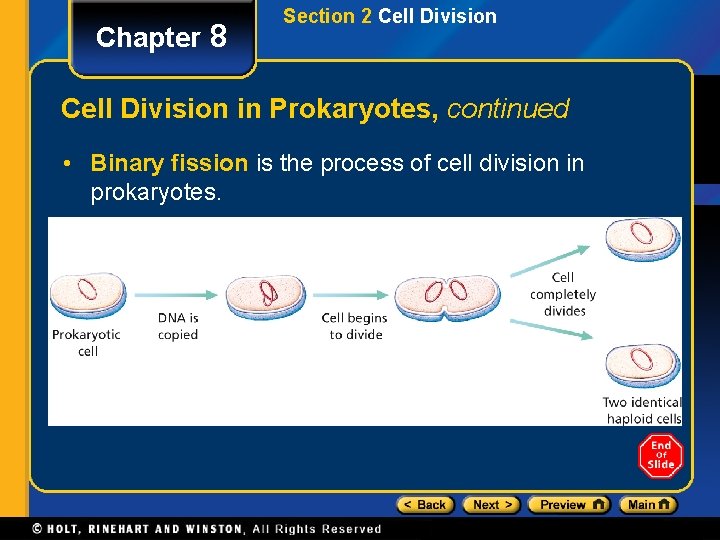 Chapter 8 Section 2 Cell Division in Prokaryotes, continued • Binary fission is the