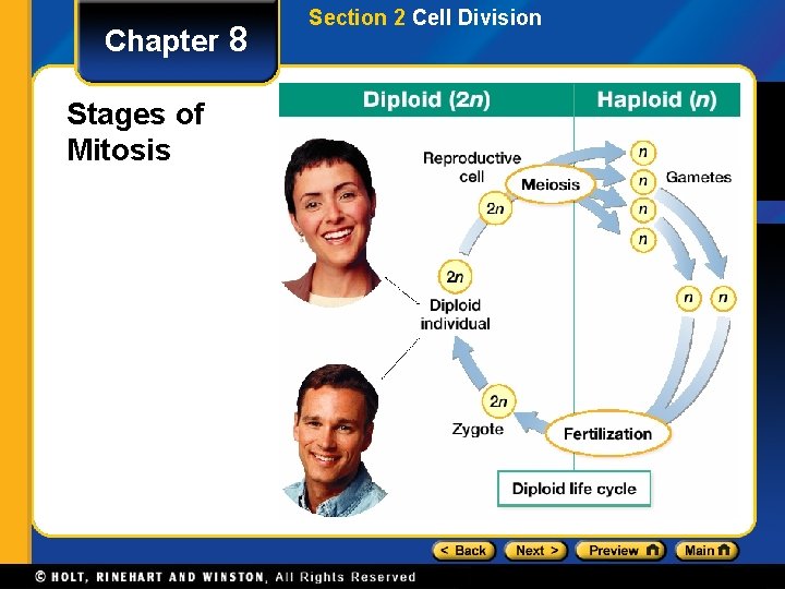Chapter 8 Stages of Mitosis Section 2 Cell Division 
