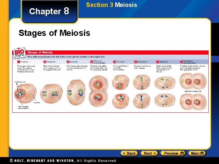 Chapter 8 Section 3 Meiosis Stages of Meiosis 