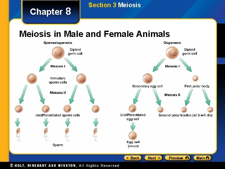 Chapter 8 Section 3 Meiosis in Male and Female Animals 