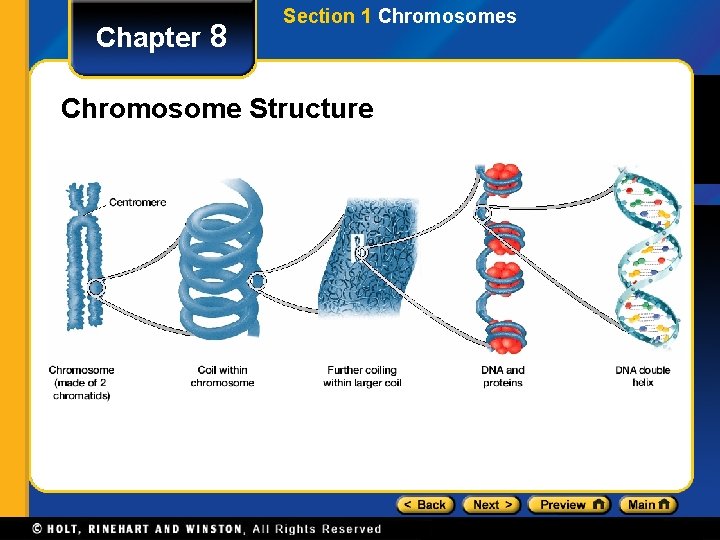 Chapter 8 Section 1 Chromosomes Chromosome Structure 