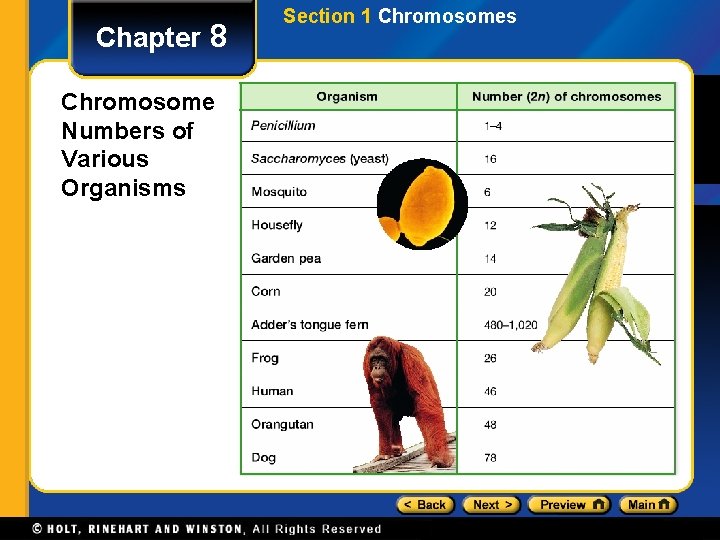 Chapter 8 Chromosome Numbers of Various Organisms Section 1 Chromosomes 