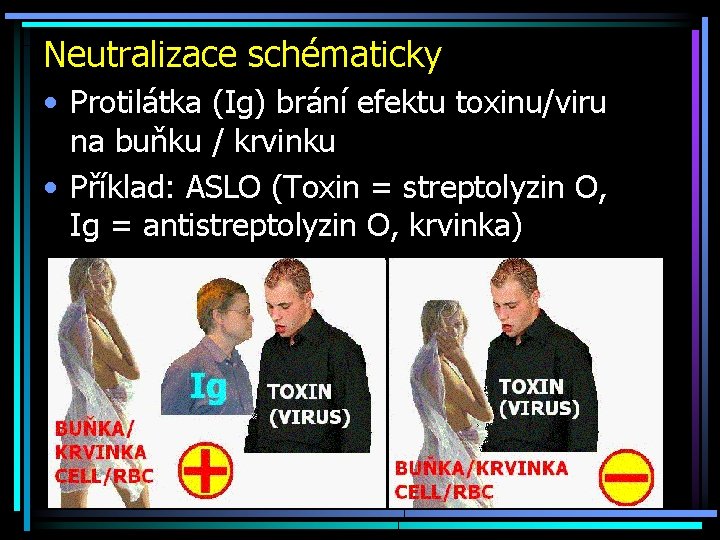 Neutralizace schématicky • Protilátka (Ig) brání efektu toxinu/viru na buňku / krvinku • Příklad: