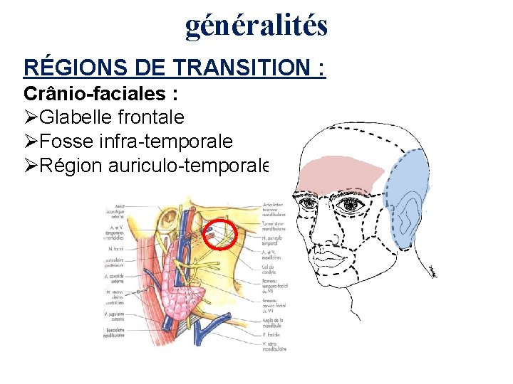 généralités RÉGIONS DE TRANSITION : Crânio-faciales : ØGlabelle frontale ØFosse infra-temporale ØRégion auriculo-temporale 