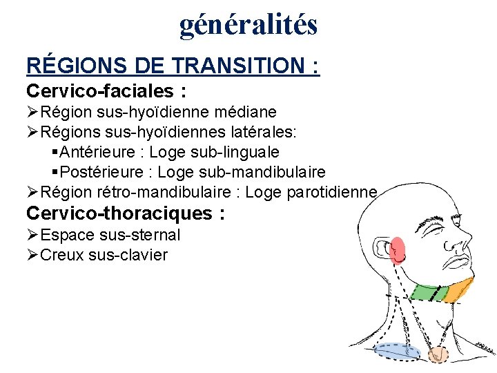 généralités RÉGIONS DE TRANSITION : Cervico-faciales : ØRégion sus-hyoïdienne médiane ØRégions sus-hyoïdiennes latérales: §Antérieure