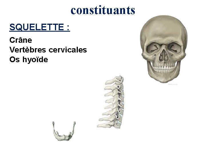 constituants SQUELETTE : Crâne Vertèbres cervicales Os hyoïde 