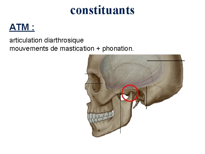 constituants ATM : articulation diarthrosique mouvements de mastication + phonation. 