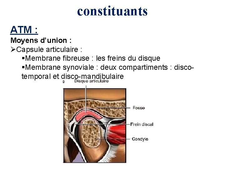 constituants ATM : Moyens d’union : ØCapsule articulaire : §Membrane fibreuse : les freins