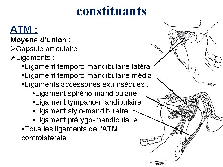 constituants ATM : Moyens d’union : ØCapsule articulaire ØLigaments : §Ligament temporo-mandibulaire latéral §Ligament