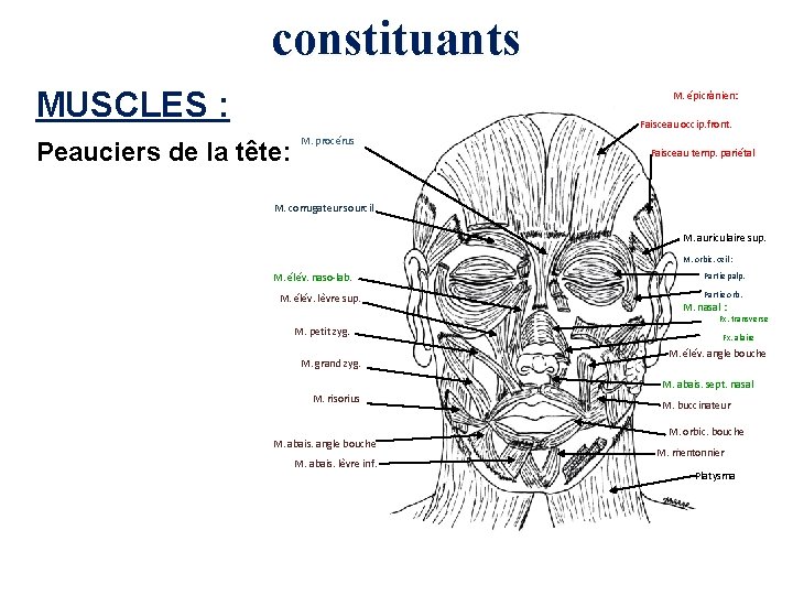 constituants MUSCLES : M. épicrânien: Faisceau occip. front. Peauciers de la tête: M. procérus