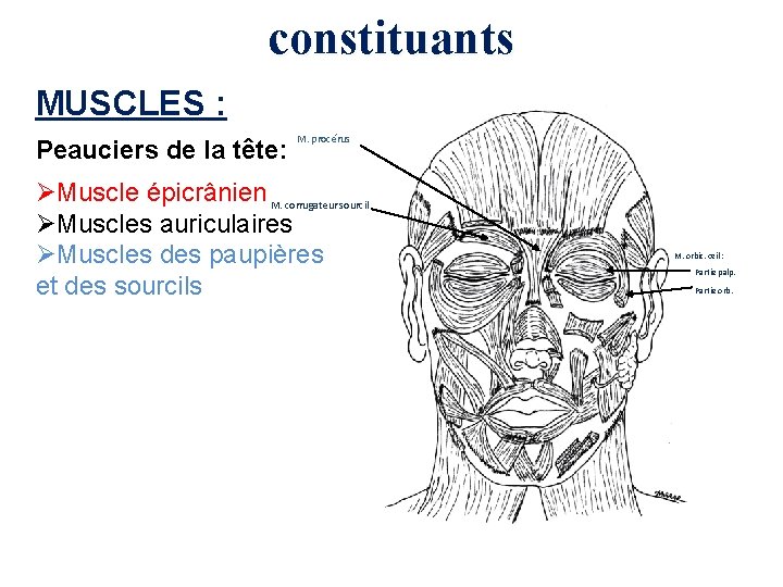 constituants MUSCLES : Peauciers de la tête: M. procérus ØMuscle épicrânien M. corrugateur sourcil