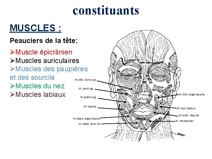 constituants MUSCLES : Peauciers de la tête: ØMuscle épicrânien ØMuscles auriculaires ØMuscles des paupières