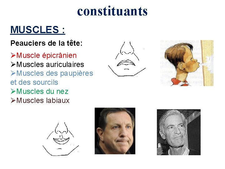 constituants MUSCLES : Peauciers de la tête: ØMuscle épicrânien ØMuscles auriculaires ØMuscles des paupières