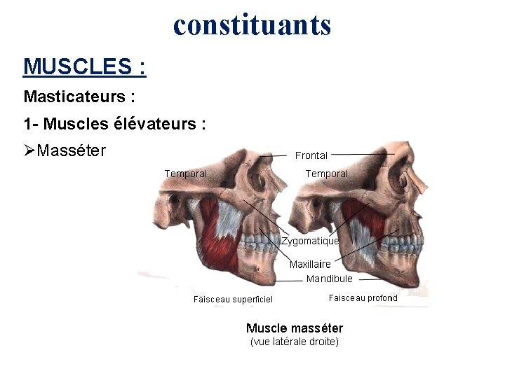 constituants MUSCLES : Masticateurs : 1 - Muscles élévateurs : ØMasséter 