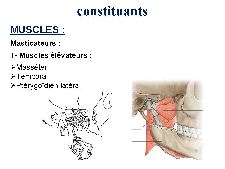 constituants MUSCLES : Masticateurs : 1 - Muscles élévateurs : ØMasséter ØTemporal ØPtérygoïdien latéral