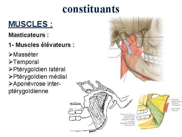 constituants MUSCLES : Masticateurs : 1 - Muscles élévateurs : ØMasséter ØTemporal ØPtérygoïdien latéral